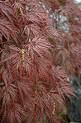 Inaba Shidare Cutleaf Japanese Maple (Acer palmatum 'Inaba Shidare') at Canadale Nurseries