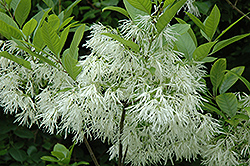 White Fringetree (Chionanthus virginicus) at Canadale Nurseries