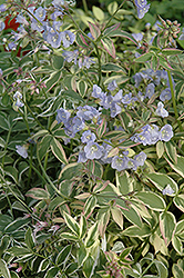 Touch Of Class Jacob's Ladder (Polemonium reptans 'Touch Of Class') at Canadale Nurseries