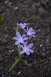 Glory of the Snow (Chionodoxa forbesii) at Canadale Nurseries