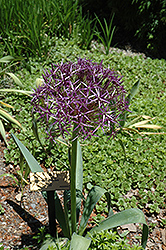 Star Of Persia Onion (Allium christophii) at Canadale Nurseries