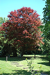 Purple-Leaf Japanese Maple (Acer palmatum 'Atropurpureum') at Canadale Nurseries