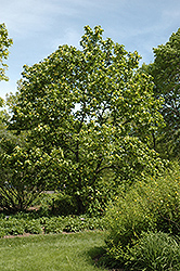 Yellow Bird Magnolia (Magnolia 'Yellow Bird') at Canadale Nurseries