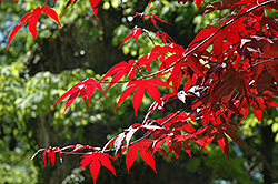 Emperor I Japanese Maple (Acer palmatum 'Wolff') at Canadale Nurseries
