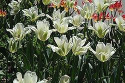 Spring Green Tulip (Tulipa 'Spring Green') at Canadale Nurseries