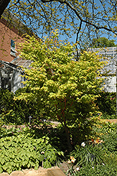 Coral Bark Japanese Maple (Acer palmatum 'Sango Kaku') at Canadale Nurseries