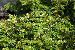 Emerald Spreader Yew (Taxus cuspidata 'Emerald Spreader') at Canadale Nurseries
