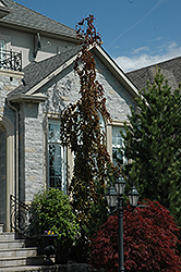 Purple Fountain Beech (Fagus sylvatica 'Purple Fountain') at Canadale Nurseries