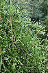 Wintergreen Umbrella Pine (Sciadopitys verticillata 'Wintergreen') at Canadale Nurseries