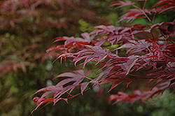 Fireglow Japanese Maple (Acer palmatum 'Fireglow') at Canadale Nurseries