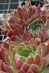 More Honey Hens And Chicks (Sempervivum 'More Honey') at Canadale Nurseries