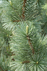 Vanderwolf's Pyramid Pine (Pinus flexilis 'Vanderwolf's Pyramid') at Canadale Nurseries