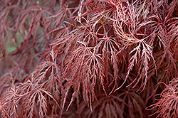 Crimson Queen Japanese Maple (Acer palmatum 'Crimson Queen') at Canadale Nurseries