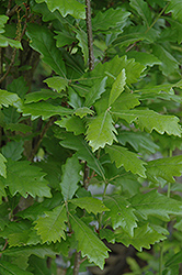 Regal Prince English Oak (Quercus 'Regal Prince') at Canadale Nurseries