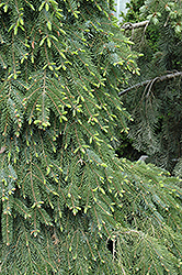 Bruns Weeping Spruce (Picea omorika 'Pendula Bruns') at Canadale Nurseries