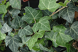 Baltic Ivy (Hedera helix 'Baltica') at Canadale Nurseries