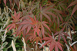 Dwarf Red Pygmy Japanese Maple (Acer palmatum 'Red Pygmy') at Canadale Nurseries