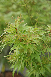 Kamagata Japanese Maple (Acer palmatum 'Kamagata') at Canadale Nurseries