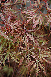 Inaba Shidare Cutleaf Japanese Maple (Acer palmatum 'Inaba Shidare') at Canadale Nurseries
