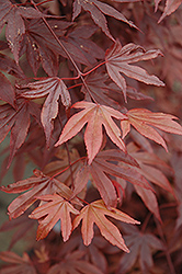 Fireglow Japanese Maple (Acer palmatum 'Fireglow') at Canadale Nurseries