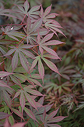 Suminagashi Japanese Maple (Acer palmatum 'Suminagashi') at Canadale Nurseries