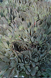 Big Blue Hens And Chicks (Sempervivum 'Big Blue') at Canadale Nurseries