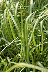 El Dorado Feather Reed Grass (Calamagrostis x acutiflora 'El Dorado') at Canadale Nurseries