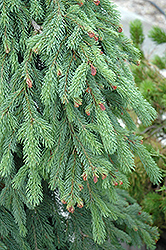 Weeping White Spruce (Picea glauca 'Pendula') at Canadale Nurseries