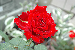 Beloved Rose (Rosa 'Beloved') at Canadale Nurseries