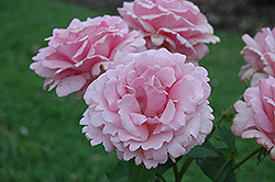 Memorial Day Rose (Rosa 'Memorial Day') at Canadale Nurseries