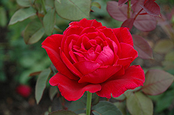 Mister Lincoln Rose (Rosa 'Mister Lincoln') at Canadale Nurseries