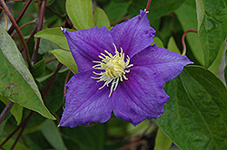 Will Goodwin Clematis (Clematis 'Will Goodwin') at Canadale Nurseries