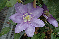 Cezanne Clematis (Clematis 'Cezanne') at Canadale Nurseries