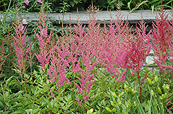Visions in Pink Chinese Astilbe (Astilbe chinensis 'Visions in Pink') at Canadale Nurseries