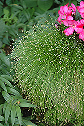 Fiber Optic Grass (Isolepis cernua) at Canadale Nurseries