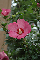 Woodbridge Rose of Sharon (Hibiscus syriacus 'Woodbridge') at Canadale Nurseries