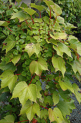 Green Showers Boston Ivy (Parthenocissus tricuspidata 'Green Showers') at Canadale Nurseries