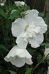 White Chiffon Rose of Sharon (Hibiscus syriacus 'Notwoodtwo') at Canadale Nurseries