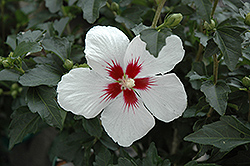 Lil' Kim Rose of Sharon (Hibiscus syriacus 'Antong Two') at Canadale Nurseries