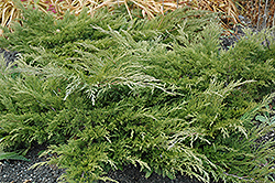Calgary Carpet Juniper (Juniperus sabina 'Calgary Carpet') at Canadale Nurseries