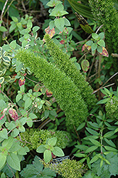 Asparagus Fern (Asparagus densiflorus) at Canadale Nurseries