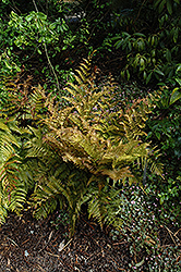 Autumn Fern (Dryopteris erythrosora) at Canadale Nurseries