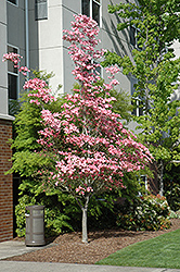 Cherokee Brave Flowering Dogwood (Cornus florida 'Cherokee Brave') at Canadale Nurseries