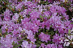 Purple Gem Rhododendron (Rhododendron 'Purple Gem') at Canadale Nurseries