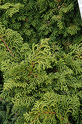 Koster's Falsecypress (Chamaecyparis obtusa 'Kosteri') at Canadale Nurseries