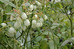 Bluecrop Blueberry (Vaccinium corymbosum 'Bluecrop') at Canadale Nurseries
