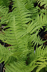 The King Ostrich Fern (Matteuccia 'The King') at Canadale Nurseries