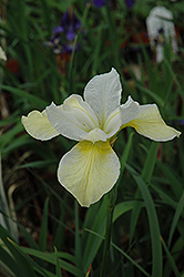 Butter And Sugar Siberian Iris (Iris sibirica 'Butter And Sugar') at Canadale Nurseries