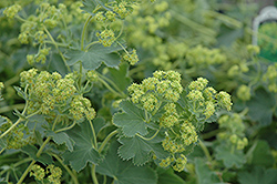 Gold Strike Lady's Mantle (Alchemilla 'Gold Strike') at Canadale Nurseries