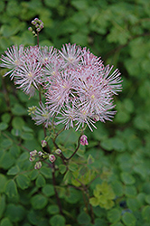 Meadow Rue (Thalictrum aquilegiifolium) at Canadale Nurseries